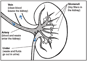 Drawing of a cross section of a kidney with the ureter, vein, artery, and glomeruli labeled and their functions described. 