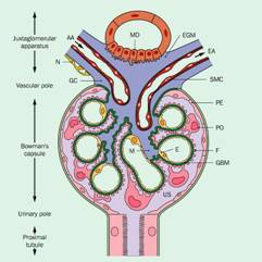 The glomerular basement membrane (GBM, shown in green) is a thin sheet of extracellular matrix protein that surrounds the capillary and provides support and a barrier.