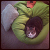 This never happens. Naji in bean bag. #cat by Sicily Heart