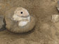 image shows the excavation of a large ammonite