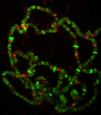 Drosophila Polytene chromosomes visualizing sites of O-GlcNAc and RNA polymerase II at discrete chromosomal sites