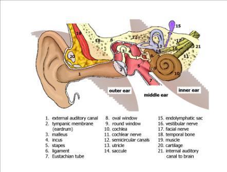 Inner Ear Anatomy