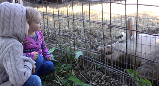 Dos niños miran un cerdo en la feria.