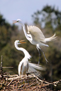 At Harris Neck National Wildlife Refuge in Georgia, two great egrets show off their mating plumage. National Wildlife Refuge Week, October 14-20, celebrates the sights and sounds of the National Wildlife Refuge System. Credit: Bonita Caldwell/USFWS, the premier network of public lands set aside to protect wildlife. 