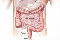 Gastrointestinal (digestive) system anatomy; shows esophagus, liver, stomach, colon, small intestine, rectum, and anus