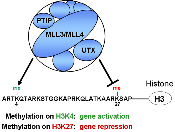 Fig. 2 PTIP associates with H3K4 methyltransferases MLL3/MLL4 and H3K27 demethylase UTX. 