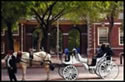 Horse and Carriage City tour