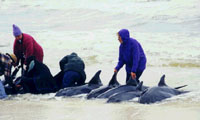 dolphin stranding