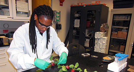 Dr. Matthew Mickens measures radish plants.