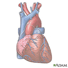 Illustration of the heart