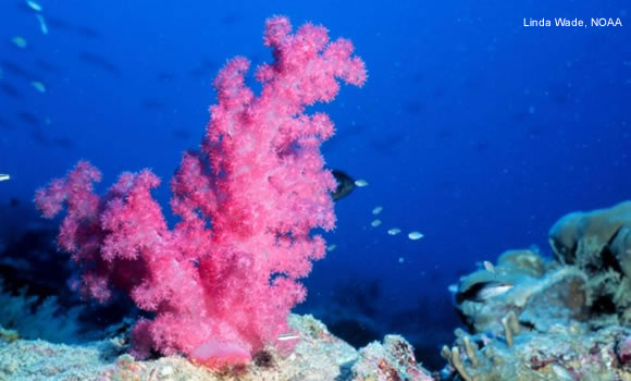 Pink soft coral with reef fish