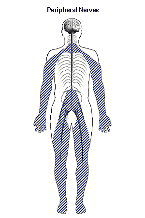  Drawing of the outline of a body with shaded areas showing the location of the peripheral nerves with the label “Peripheral Nerves.”