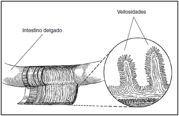 Ilustración de vellosidades en el revestimiento del intestino delgado. Un corte esquemático muestra los varios tejidos del intestino delgado. Un dibujo de una toma agrandada muestra las vellosidades en gran detalle. 