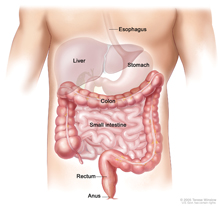 illustration of the human colon.