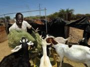 Bossn Gumaa, a refugee from Sudan, feels at home working at a goat farm