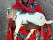 Saldo Ali Salat with her goat in Somalia