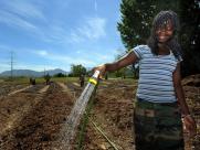 New Roots, the IRC’s nationwide gardening, micro-enterprise 