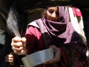 A woman milks a goat in rural Pakistan