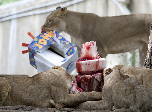 Image description: The National Zoo’s seven lion cubs celebrated their first birthday with a 50-pound “cake” in the shape of the number one. The cake was made of ice and shaved beef. The cubs also enjoyed gift boxes wrapped with special paper products and held together with a “paste” made of flour and water. Inside each box was an individual-sized frozen treat made of ice and beef. You can find more photos and video of the party at the Smithsonian’s National Zoo.
Photo by Mehgan Murphy, Smithsonian’s National Zoo