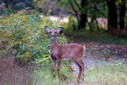 Image description: A white-tailed yearling spotted at Great Bay National Wildlife Refuge in Newington, NH.
Photo by Greg Thompson, U.S. Fish and Wildlife Service