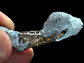 fossilized jaw of the oldest chinchillid rodent
