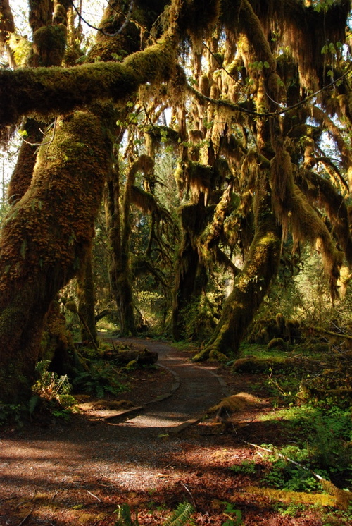 Image description: Hoh Rain Forest is located in the stretch of the Pacific Northwest rainforest which once spanned the Pacific coast from southeastern Alaska to the central coast of California. The Hoh is one of the finest remaining examples of temperate rainforest in the United States and is one of the park’s most popular destinations (including the Hall of Mosses pictured above).
Photo from the National Park Service