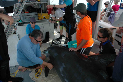 Image description: A 21-year-old adult male dolphin is measured by Dr. Randall Wells, senior conservation scientist for the Chicago Zoological Society, during a dolphin health assessment in Sarasota Bay, FL. This dolphin has been observed since birth and has continued to exhibit good health and robust body condition.
Photo from the National Oceanic and Atmospheric Administration