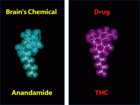 THC's chemical structure is similar to the brain chem-ical anandamide. Similarity in structure allows drugs to be recognized by the body and to alter normal brain communication.