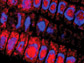 image of plant cells shows EIN2 (red)
