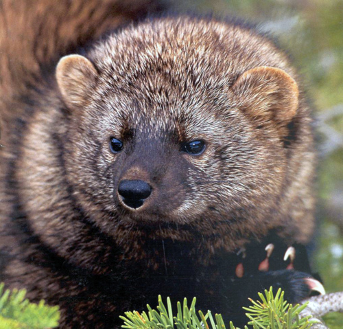 Image description: The Pacific Fisher.
Fishers have long, slender bodies with muscular, short legs similar to their cousins &#8212; weasel, mink, marten, and otter. Their thick, grayish-brown to brownish-black glossy fur tends to be darker on females. White-tipped hairs on the older fisher give a grizzled appearance. This forest carnivore has strong claws for climbing and a long, bushy, black, tapered tail. The also have five toes on each foot and semi-retractable claws which contribute to their ability to climb trees. Males average 4-12 pounds, about twice the size of females.
See more photos from the Pacific Southwest Region of the U.S. Forest Service on Flickr.