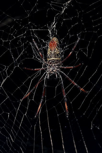 Image description: A golden orb spider spins a web at the National Zoo.
Photo by Jessie Cohen, Smithsonian&#8217;s National Zoo