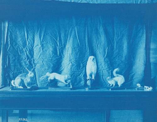 Image description: This photograph of stuffed specimens was taken in 1906 by Thomas Smillie, the first photographer for the Smithsonian. It is an example of the day-to-day documentation of Smithsonian life and museum installations that Smillie and his staff regularly performed. He used blue cyanotypes like this one to keep track of the glass-plate negatives his staff made, in part because the medium presented a quick and inexpensive way to create photographic prints. 
Image courtesy of Smithsonian Institution Archives