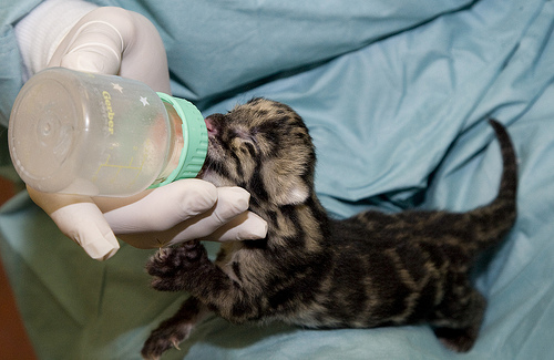 From the National Zoo:

A female clouded leopard at the Smithsonian Conservation Biology  Institute (SCBI) in Front Royal, Virginia, gave birth to a litter of two  cubs Monday, March 28. Staff had been on a pregnancy watch of the  two-year-old Sita for one day. Sita gave birth to the first cub at 1:15  p.m. and the second cub at 1:25 p.m. The male cub weighed 9.48 ounces  and the female cub weighed 7.76 ounces. This is the first litter for  Sita, who came from the Nashville Zoo, and the father, two-year-old Ta  Moon. The cubs are being hand-reared by SCBI staff.
The cubs’  births are significant as they represent a second generation of  genetically valuable clouded leopards at SCBI. Ta Moon’s birth in March  2009 marked the first time clouded leopard cubs were born at SCBI after  16 years. The breeding of clouded leopards has been a challenge,  primarily because of male aggression. These new cubs are the direct  result of SCBI’s scientific breakthrough in animal care science to  introduce males to their mates when they are six months old. This allows  the pair to grow up together and reduce the risk of agressive attacks.
The  Zoo has been working with clouded leopards at SCBI since 1978, with the  goal of creating a genetically diverse population. In the past 30  years, more than 70 clouded leopards have been born at SCBI. The clouded  leopards at the Front Royal campus are in need of a new home. They  currently live in a facility that was built in 1911. In 2009, the  National Zoo kicked off a campaign to raise $2 million to build a new  facility. The habitats for each breeding pair will include a  climate-controlled and quiet indoor area attached to two 20-foot-tall  outdoor towers furnished with climbing structures, which will simulate  their natural forest environment.
