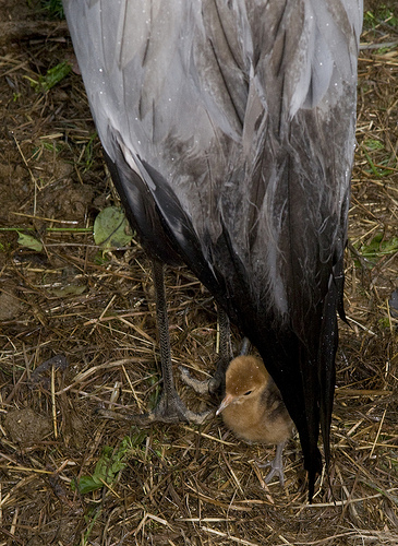 From the National Zoo:

On the heels of spring’s arrival, a wattled  crane (Bugeranus carunculatus) chick hatched at the Smithsonian’s National Zoo  March 20, the third of its kind in the park’s history. National Zoo  veterinarians examined the chick and took a blood sample when it was 4 days old,  which they will use to determine its sex. Visitors can see the chick and its  parents at the Crane Run, part of the Bird House’s outdoor exhibits.
In stark contrast to their white-plumaged parents, wattled crane chicks sport  yellow downy feathers and very small wattles—flaps of skin that prominently hang  beneath the beak of adult birds. While scientists do not know exactly why these  birds possess this trait, the size and shape of a wattle says a lot about a  bird’s comfort or stress level. These cranes tend to extend their wattles when  they are agitated or trying to assert dominance, and they will constrict their  wattles when frightened or submissive.
Measuring 6 feet tall, the wattled crane is the largest of the six crane  species that call Africa home; they are also the rarest. Although wattled cranes  can be found in the wetlands of 11 countries in the sub-Saharan region, their  numbers in many countries are few and continue to dwindle. Zambia contains the  largest populations, with roughly 5,500 individuals. Wattled cranes are listed  as vulnerable on the International Union for Conservation of Nature’s Red List  of Threatened Species due to hunting, agricultural advancement, pest control and  collisions with power lines.
