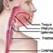 Illustration of the esophagus 
