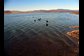 geese enjoy pristine lake in Nevada