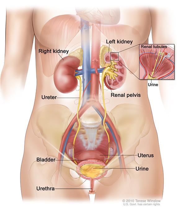 Anatomy of the female urinary system; shows the right and left kidneys, the ureters, the bladder filled with urine, and the urethra. The inside of the left kidney shows the renal pelvis. An inset shows the renal tubules and urine. The uterus is also shown.