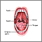 Anatomía oral