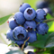 blueberries 60x60 (blueberries-60x60.jpg)