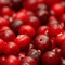 cranberries (cranberries.60x60.jpg)