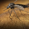 mosquito 60x60 (mosquito-homepage-60x60.jpg)