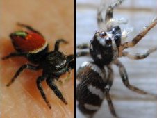 The jumping spider investigation includes the red-backed spider, left, and zebra spider, right.