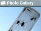 Photo of five ticks in a glass vial with the photo gallery icon and the words Photo Gallery.