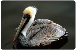 The brown pelican is known for its fishing displays, plunging headlong from the air into the water and rising with a mouthful of fish. In the same dramatic fashion, the pelican has pulled off an amazing recovery after a steep plunge toward extinction,