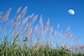 photo of long grass and moon in background
