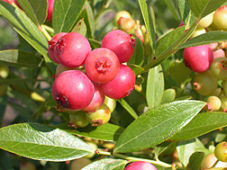 Photo: Pink Lemonade is a tasty blueberry with pink berries. Link to photo information