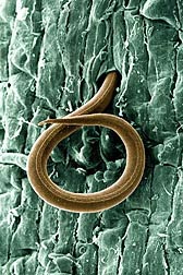 Photo: A juvenile root-knot nematode, Meloidogyne incognita, penetrates a root. Link to photo information