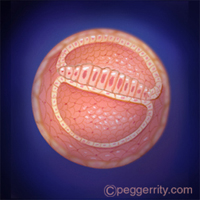 diagram of a fetus at 4 weeks