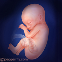 diagram of a fetus at 24 weeks