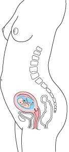diagram of a fetus during the First trimester (week 1-week 12)